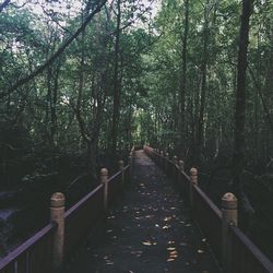 Footbridge amidst trees in forest