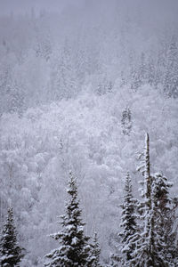 winter
