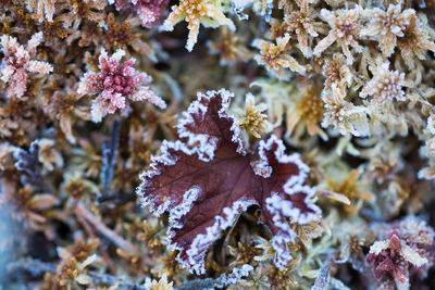 Close-up of frozen plant