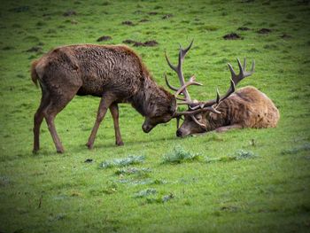 Deer in a field