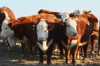 Portrait of cow standing against clear sky