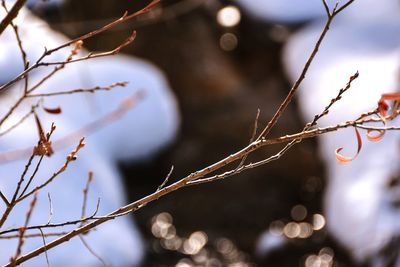 Close-up of leaves on twig