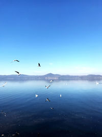 Birds flying in the lake against sky