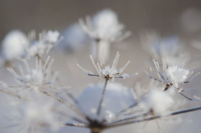 Close-up of plant against white background