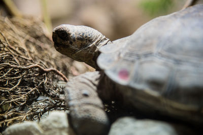 Close-up of a turtle in the wild