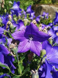 Close-up of butterfly pollinating on purple flowering plant