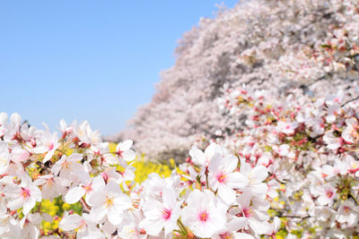 Close-up of cherry blossoms trees against clear sky