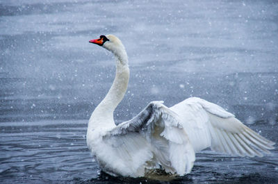 Close-up of swan on lake