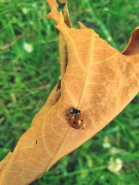 Close-up of insect on leaf