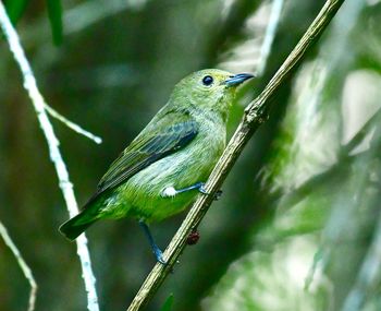 Close-up of bird perching on twig