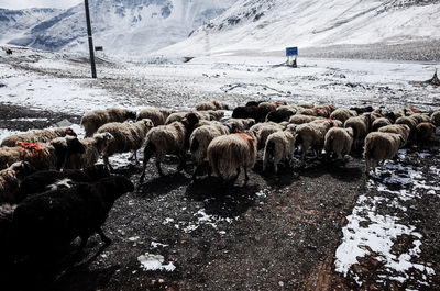 Flock of sheep on snow covered landscape