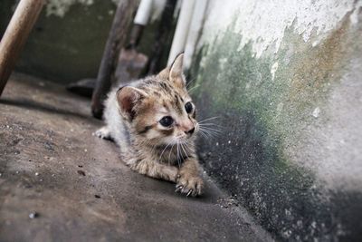 High angle portrait of a cat