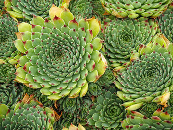 Hens and chicks sempervivum succulent plants growing in a pot seen from above