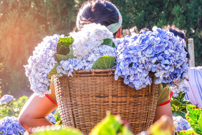Midsection of woman with purple flowers in basket