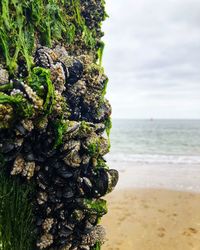 Close-up of plant on beach against sky