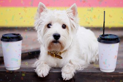 Close-up of dog sitting on table