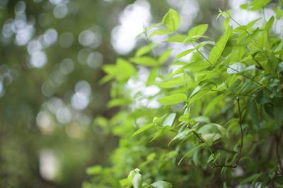 Close-up of plants against blurred background