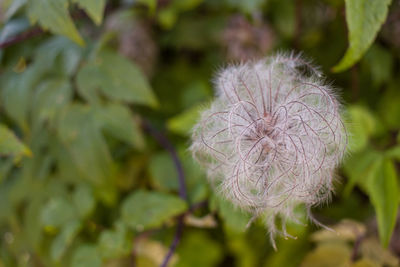 Close-up of flower