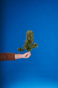 A man's hand holding a cut cannabis plant on blue background