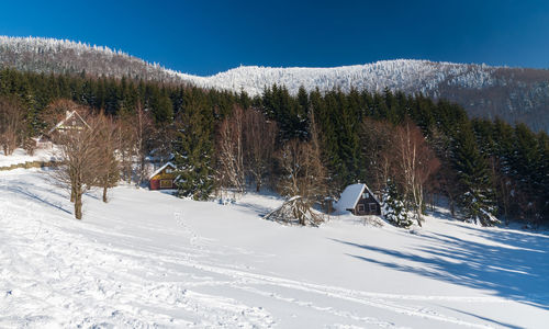 Trees on snow covered field against sky