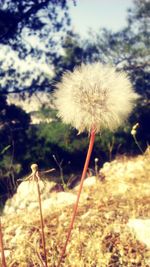 Close-up of dandelion