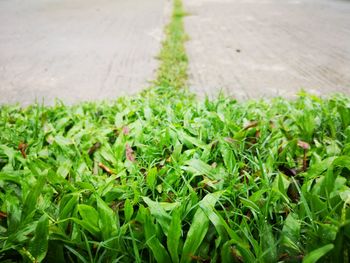 High angle view of plants growing on field