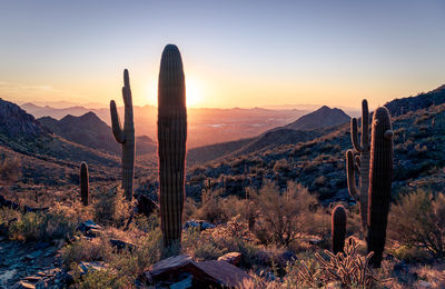 Saguaro cactus growing in desert against sky during sunset