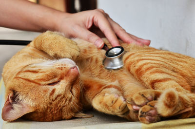 Midsection of man with cat relaxing on hand