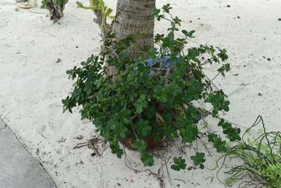 High angle view of plants growing outdoors