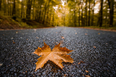 Autumn leaves on road