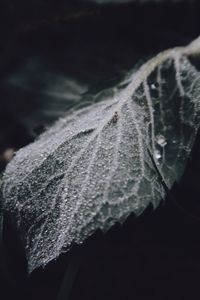 Close-up of dew drops on dry leaves
