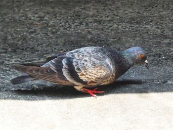 High angle view of pigeon