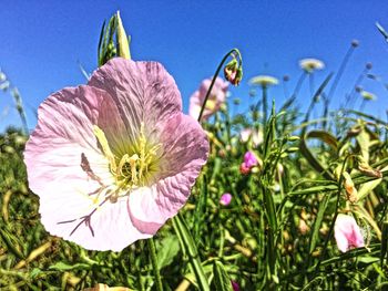 Close-up of pink flowers blooming outdoors