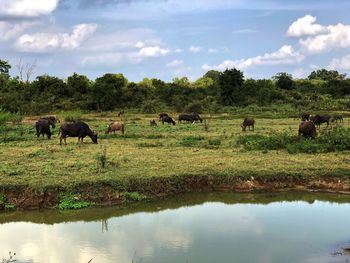 Horses in a lake