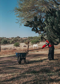 Low angle view of elephant hanging on field against clear sky