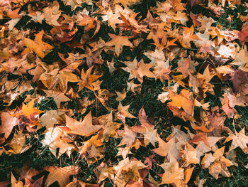 High angle view of maple leaves