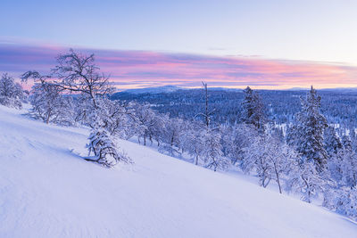 Norweigan winter landscape with snowcapped trees at sunset