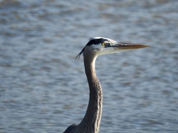 Close-up of a bird