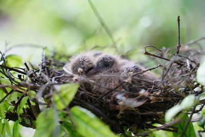 Close-up of birds in nest