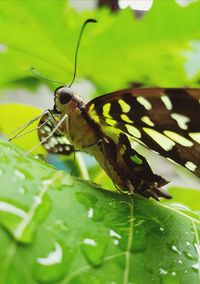 Close-up of insect on leaf