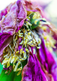 Close-up of wilted flower on plant