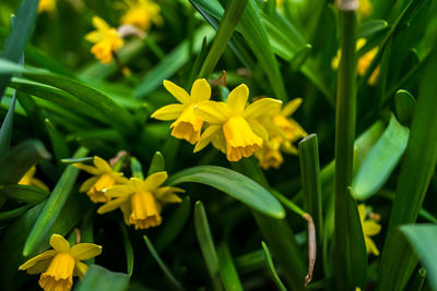 Close-up of yellow flowering plant