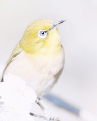 Close-up of bird perching