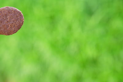 Close-up of mushroom growing on plant