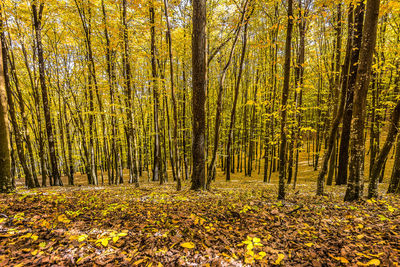 Trees in forest during autumn