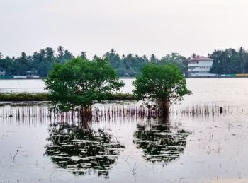 Reflection of trees in water