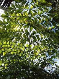 Low angle view of tree