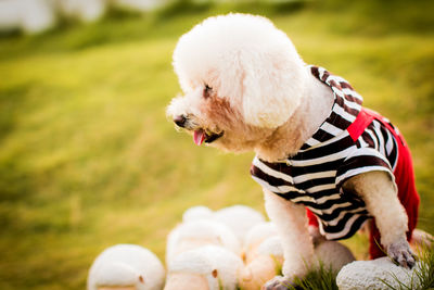 Close-up of poodle on field