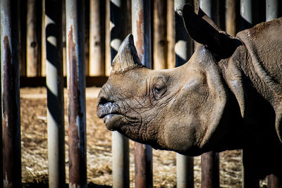 Close-up of horse in zoo