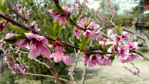 Close-up of pink cherry blossoms in spring